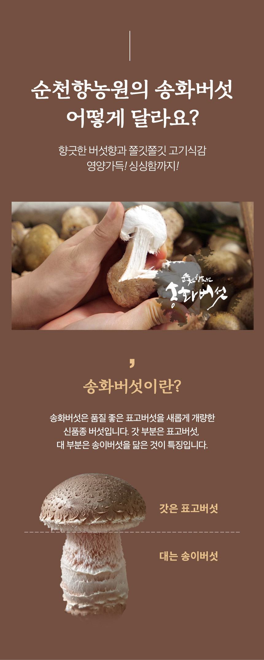 [순천향농원] 순순순 무농약100% 송화버섯가루 40g