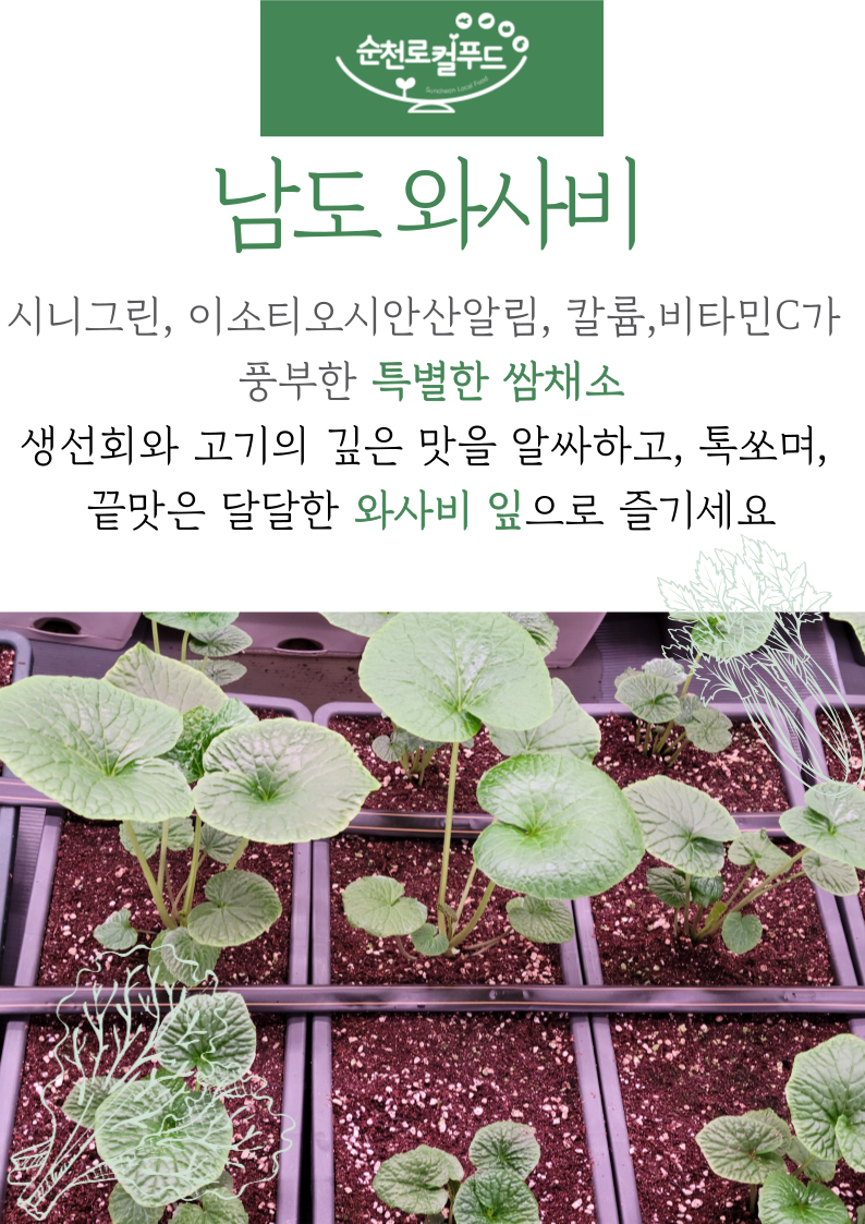 [시티팜 주식회사] 국내산 와사비잎 고추냉이 33장